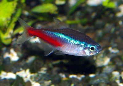 Neon Tetra ori