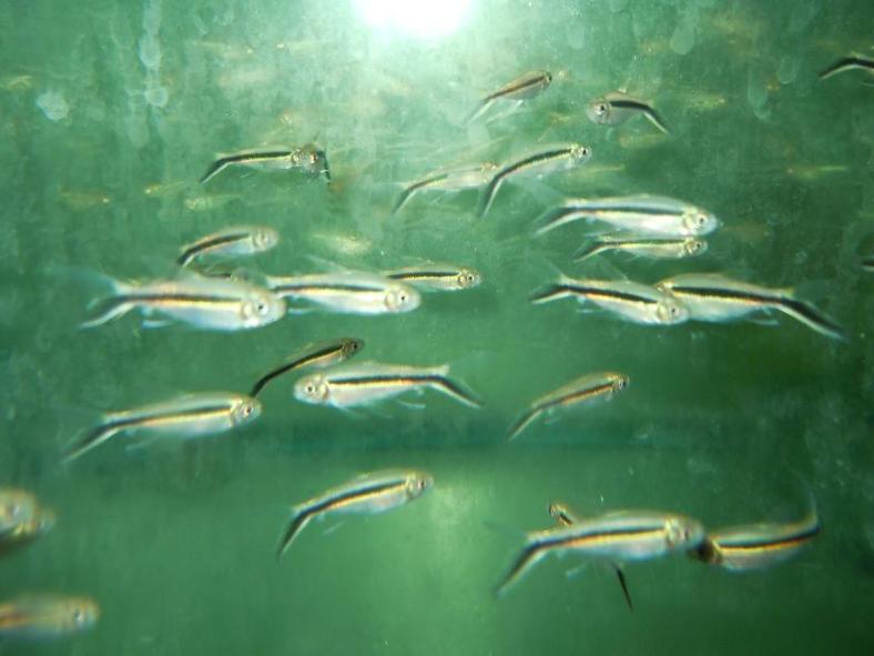 Penguin Veiltail Tetra ori