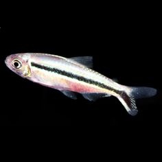 Penguin Veiltail Tetra
