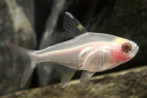 Albino Pristella