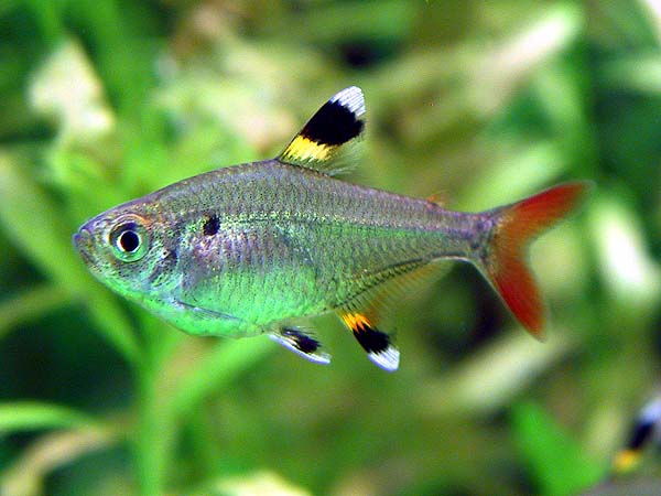 Pristella Tetra