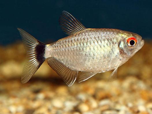 Red Eye Tetra