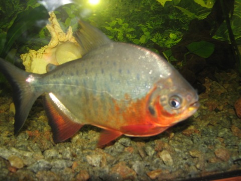Red Pacu Tetra