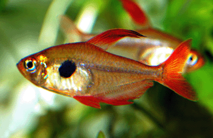 Red phantom tetra