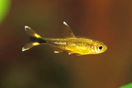 Silvertip Tetra