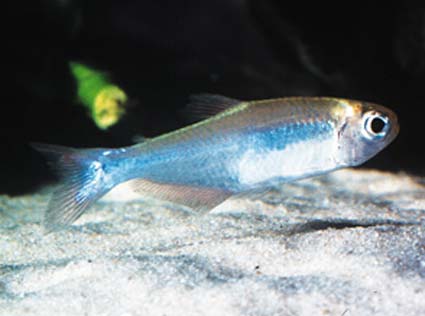 sky blue tetra
