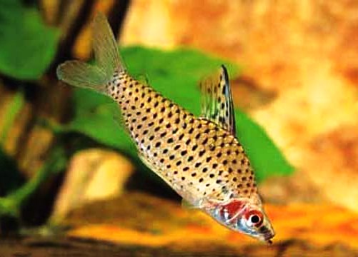 Spotted Headstander Tetra