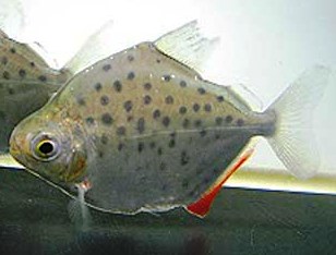 Spotted Silver Dollar Tetra