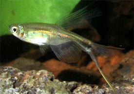 Swordtail Characin Tetra