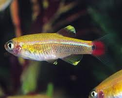 White Cloud Golden Tetra