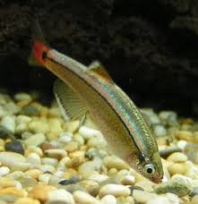 White Cloud Mountain Minnow Tetra