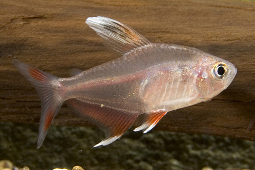 Super White Fin Rosy Tetra