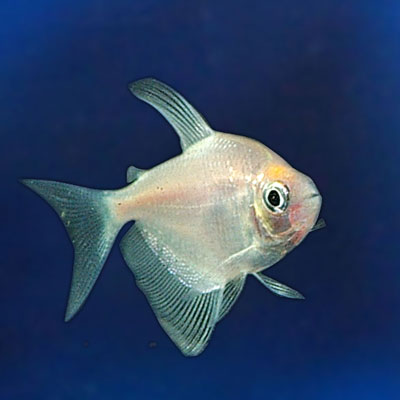 white skirt tetra
