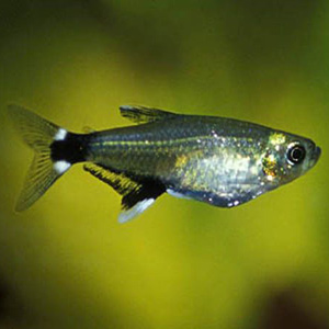 White Spot Tetra
