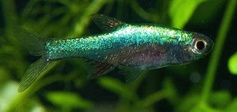 Axelrods Rasbora