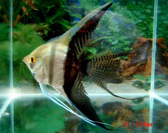 Black and White Angelfish