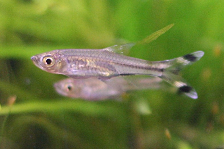 Black Scissor Tail Rasbora