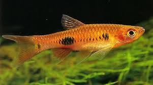 Clown Rasbora