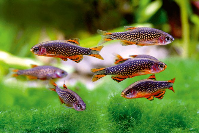 galaxy rasbora 2