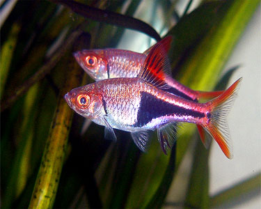 Harlequin Rasbora 2