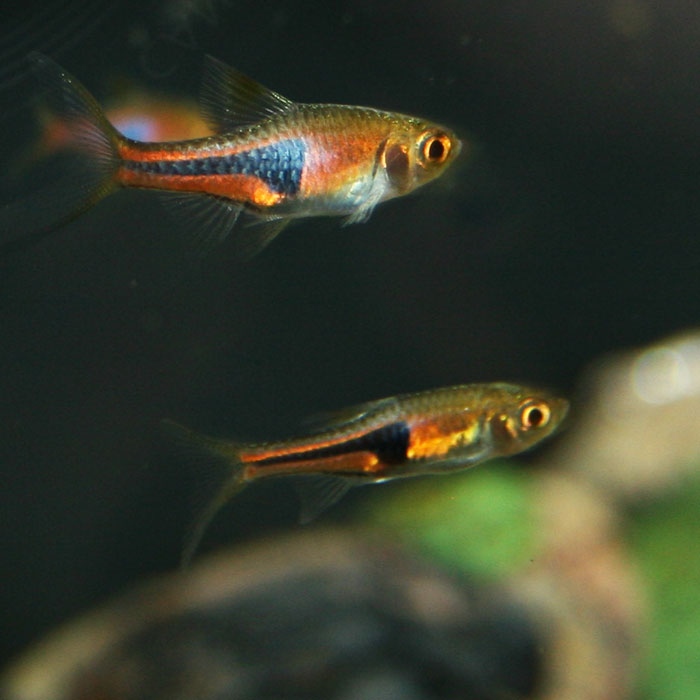 Hengels Rasbora