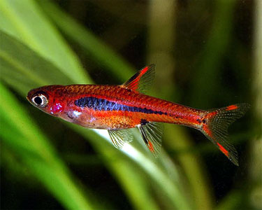 Mosquito Rasbora