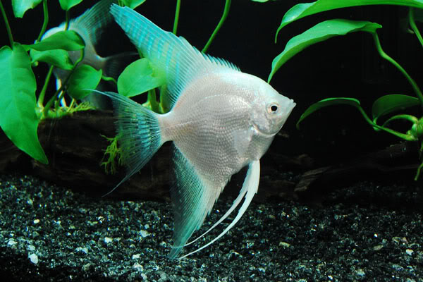Platinum Angelfish