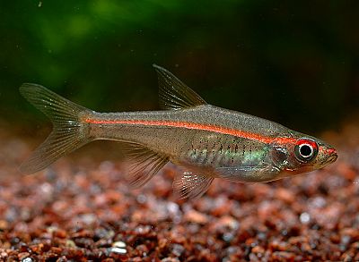 Red Line Rasbora