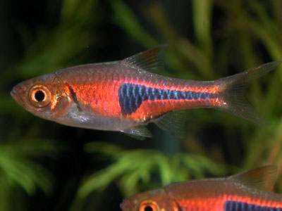 Red Rasbora