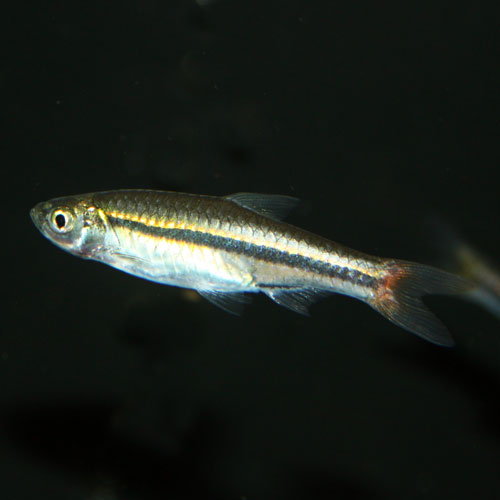 Slender Wedge rasbora