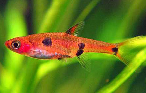Spotted Pygmy Rasbora