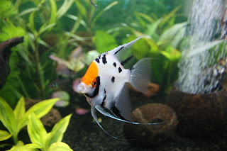 Tricolor Angelfish