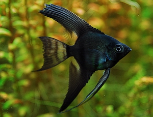 Veiltail Black Angelfish