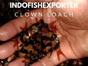 CLOWN LOACH