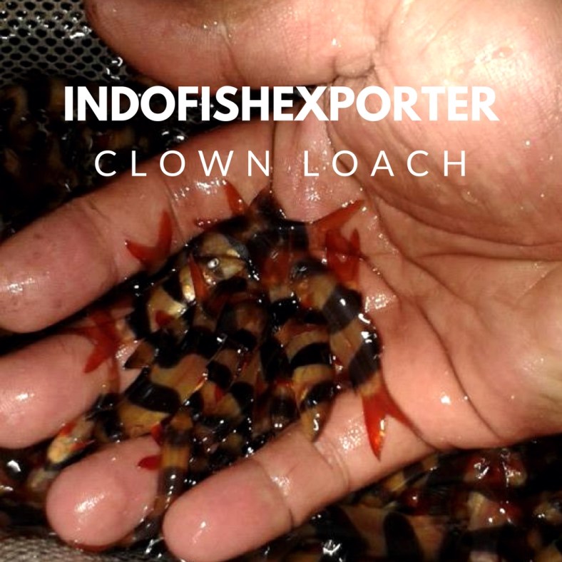 CLOWN LOACH