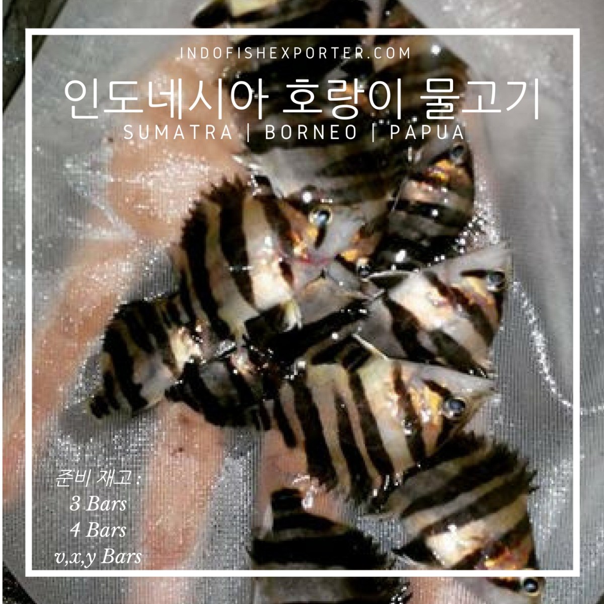 타이거 어류 (DATNIOIDES MICROLEPIS)