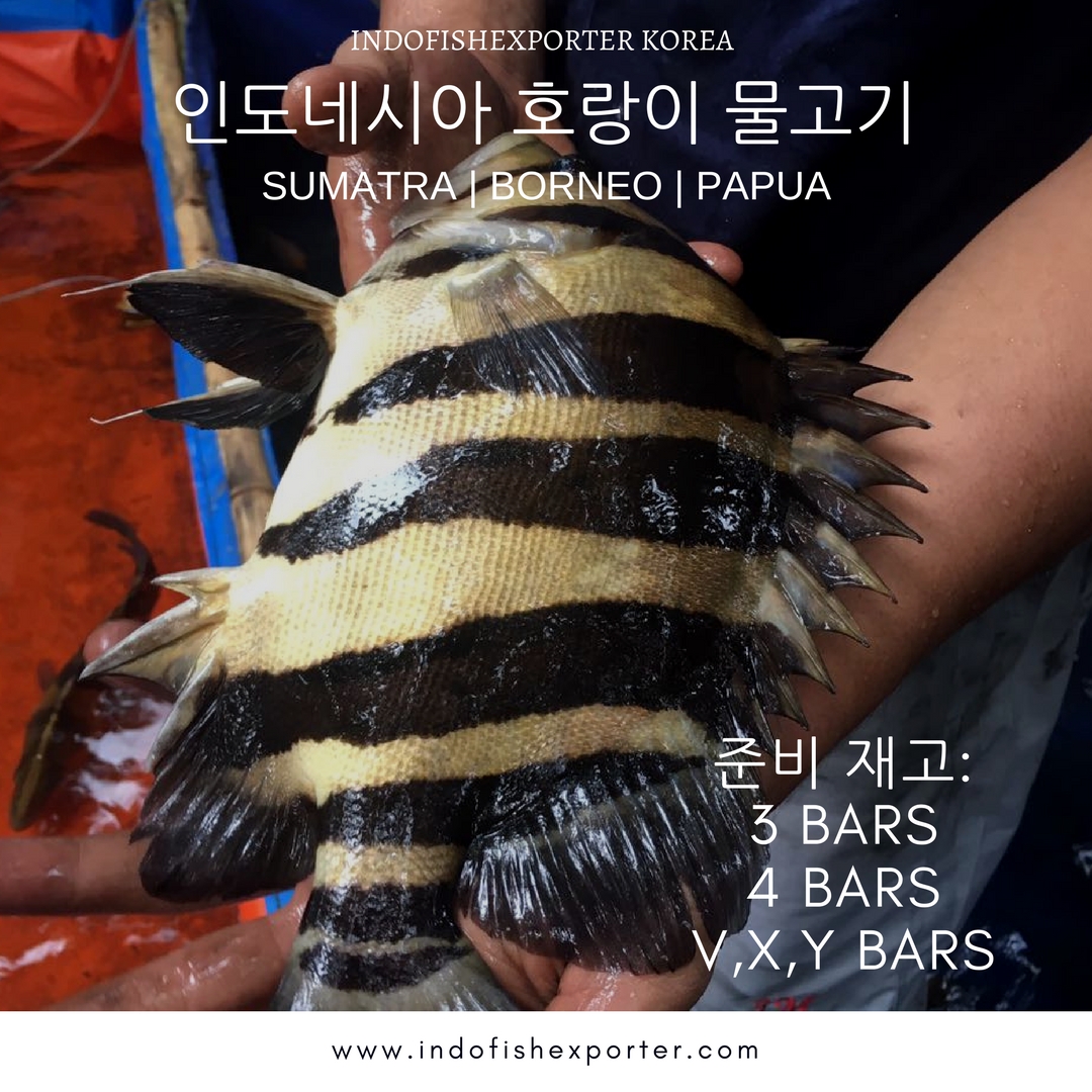 타이거 어류 (DATNIOIDES MICROLEPIS)