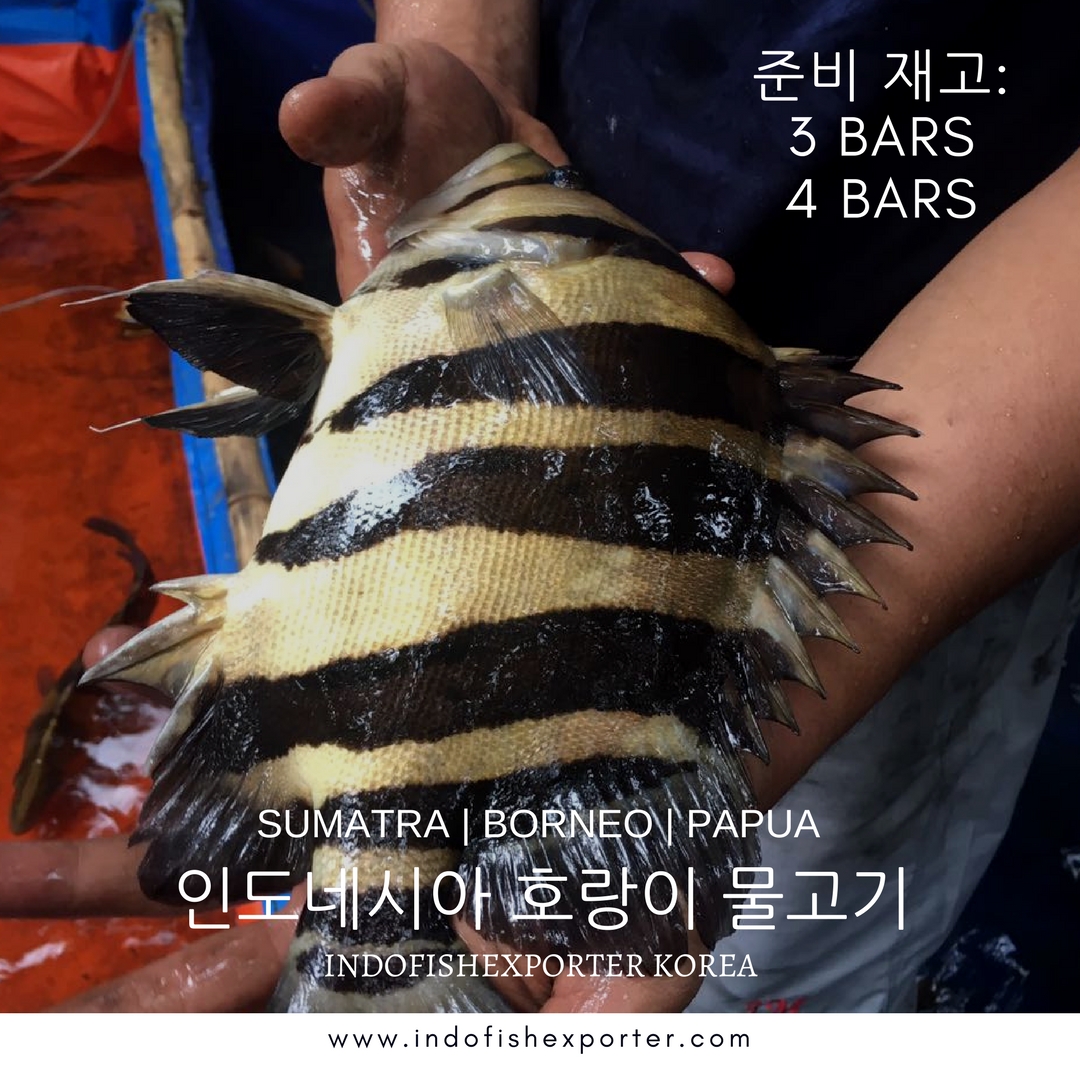 타이거 어류 (DATNIOIDES MICROLEPIS)