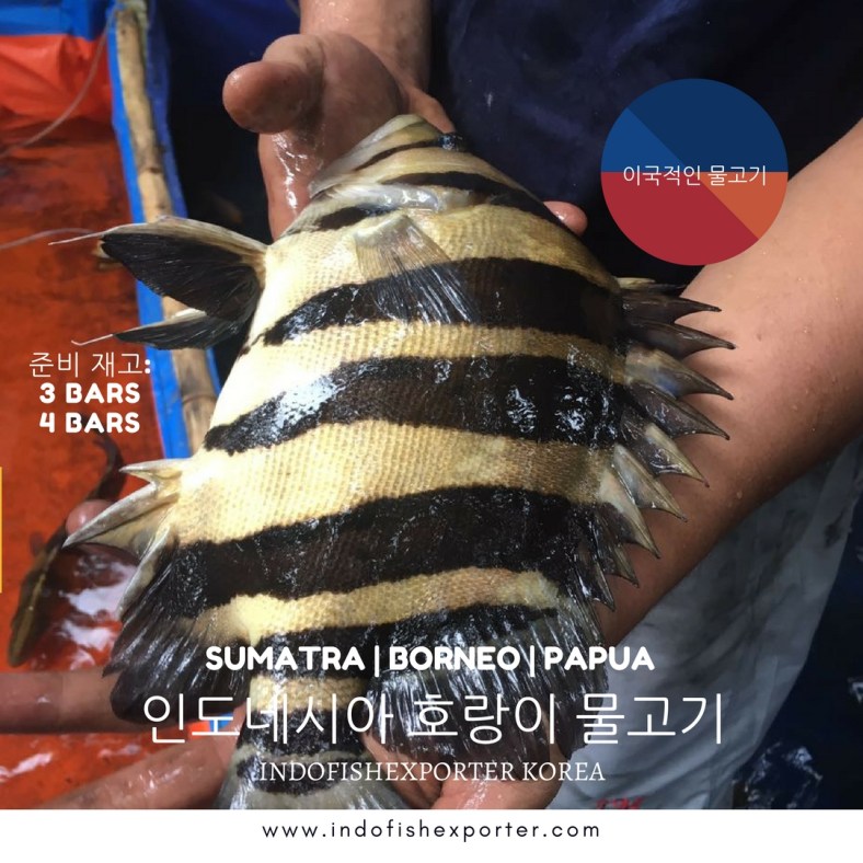 INDOFISHEXPORTER KOREA 7