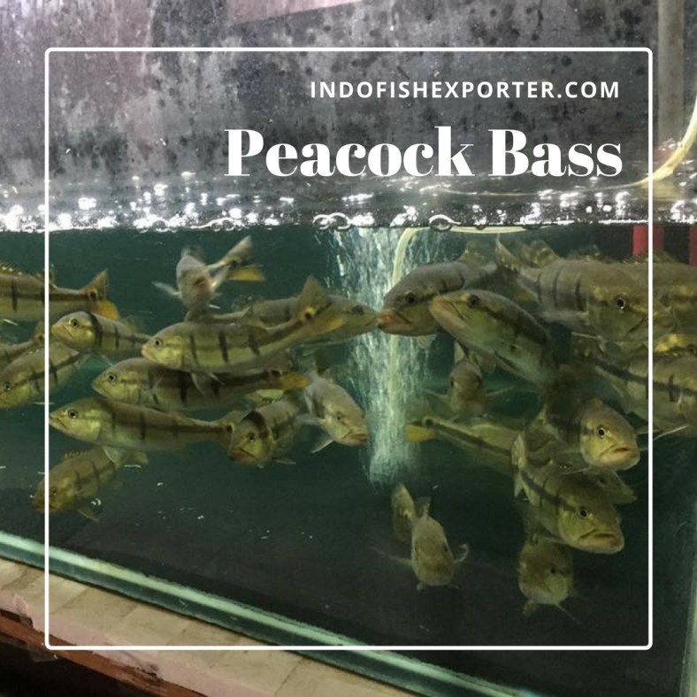 peacock bass 2.jpg