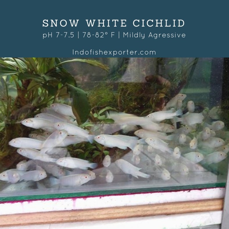 Snow White Cichlid 2.jpg