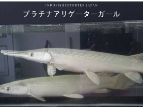 spatula platinum japan