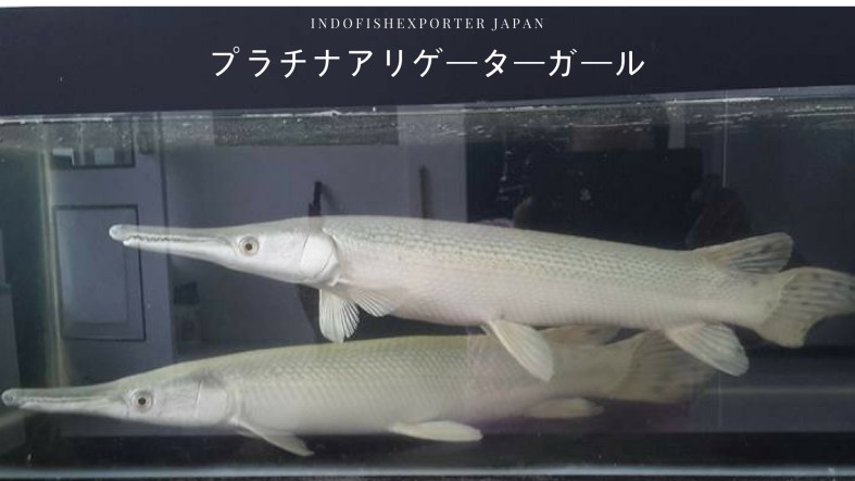 spatula platinum japan