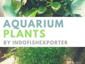 AQUARIUM PLANTS