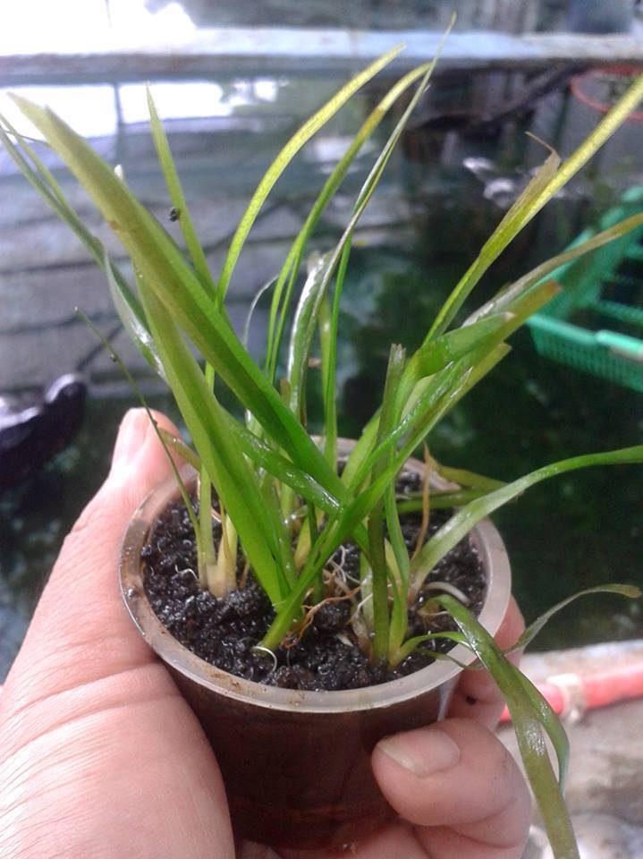 Vallisneria Nana