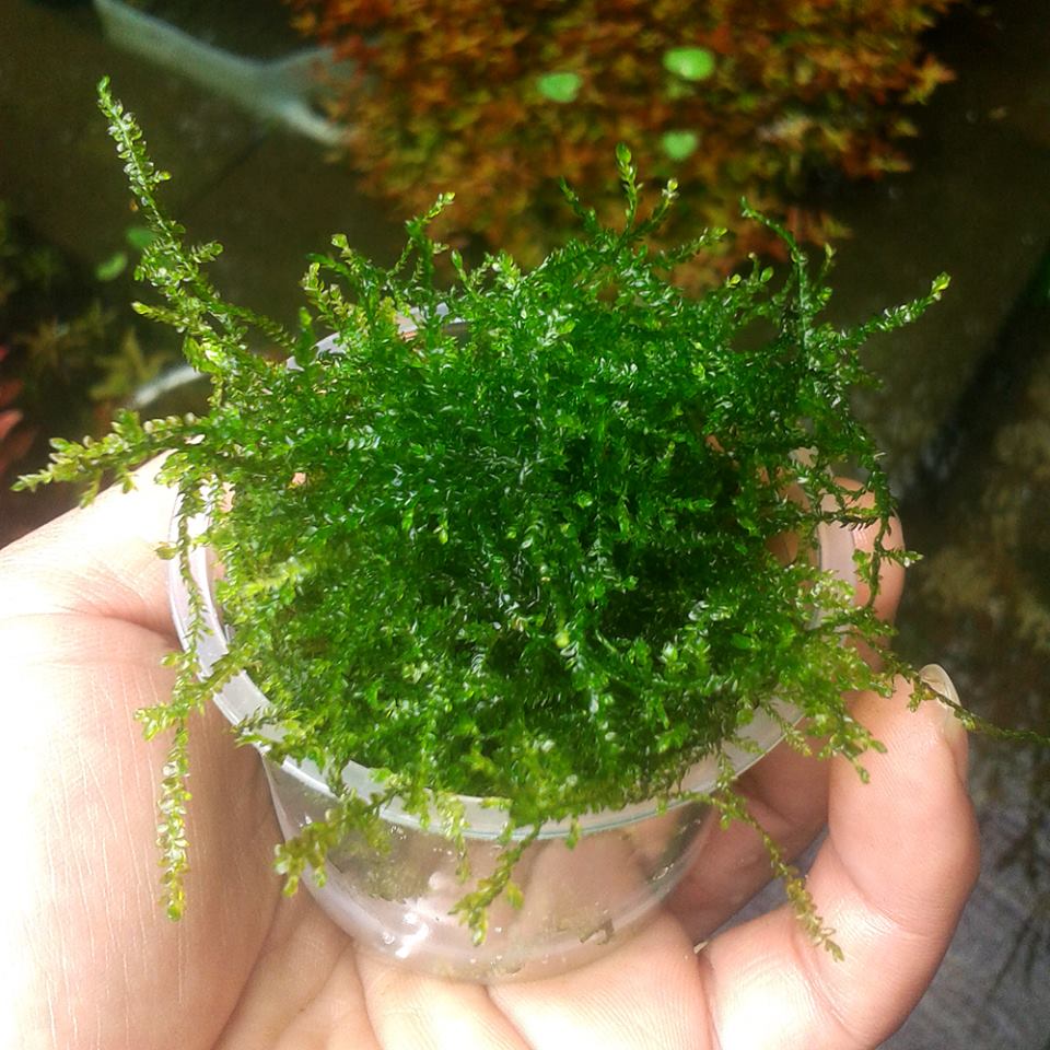 Weeping Moss Tropica