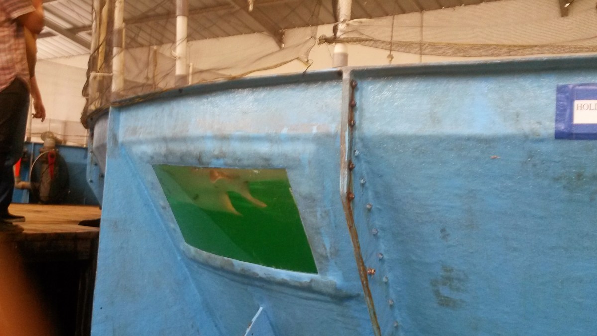 Indonesia marine fish big aquarium