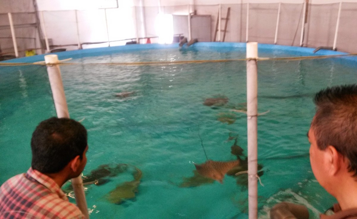 Indonesia marine fish big aquarium