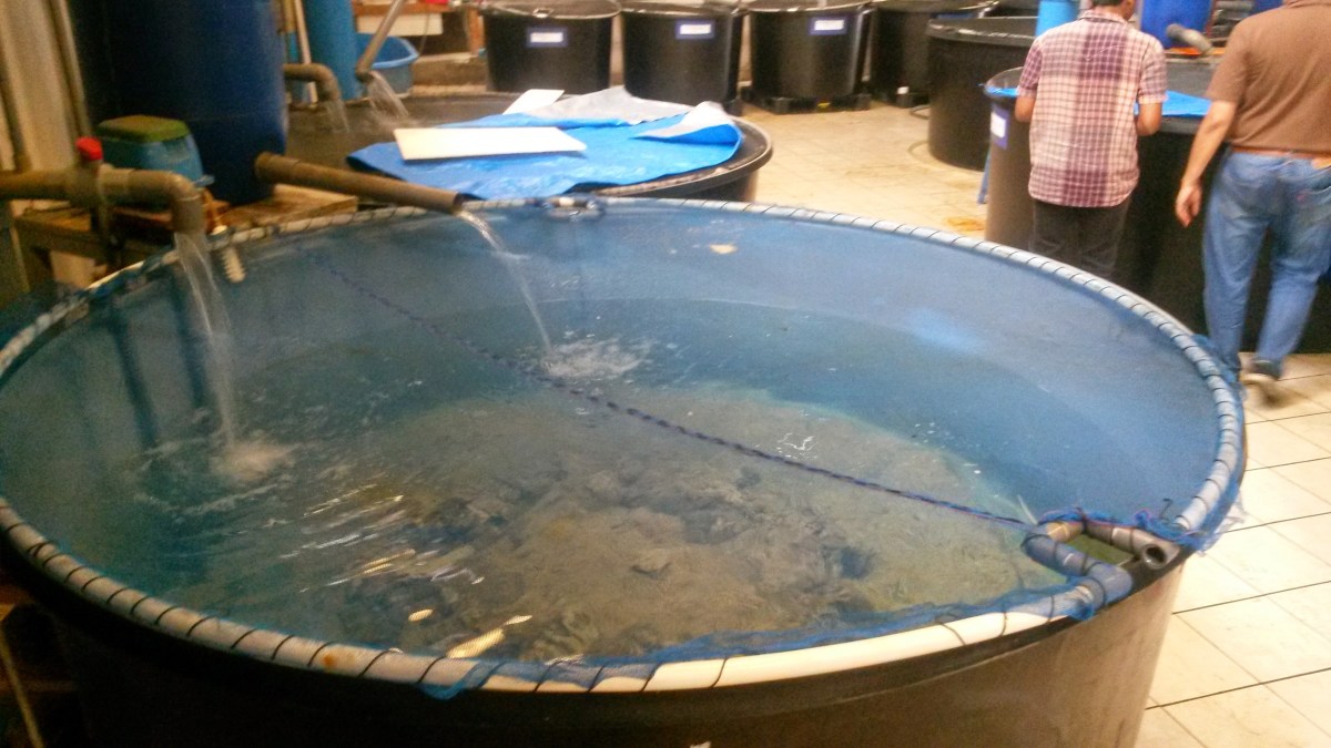 Indonesia marine fish tank