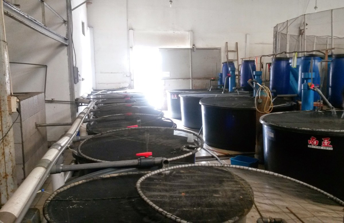 Indonesia marine fish tank